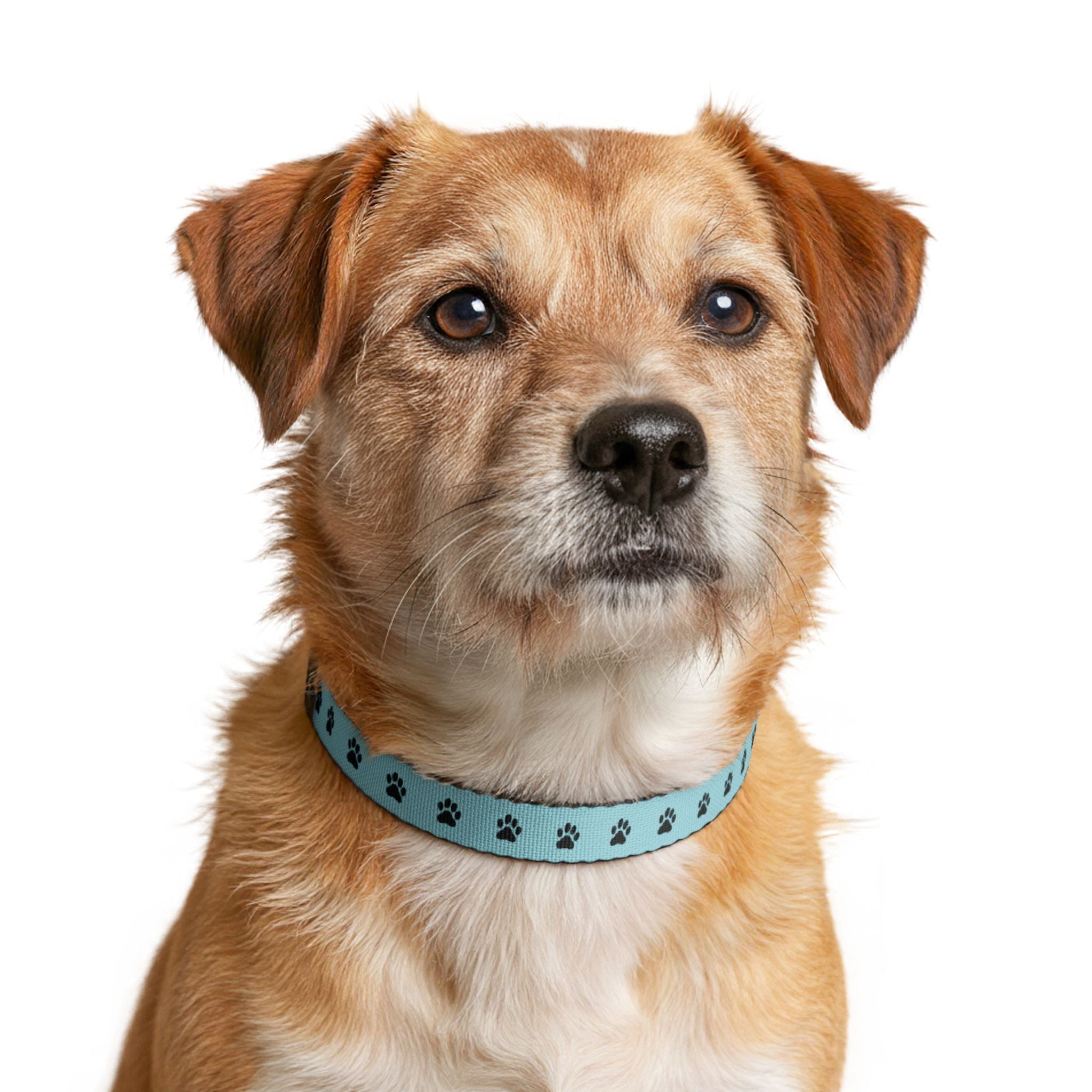 Aqua Paw Print Clip-On Pet Collar — Lightweight Adjustable Dog & Cat Collar