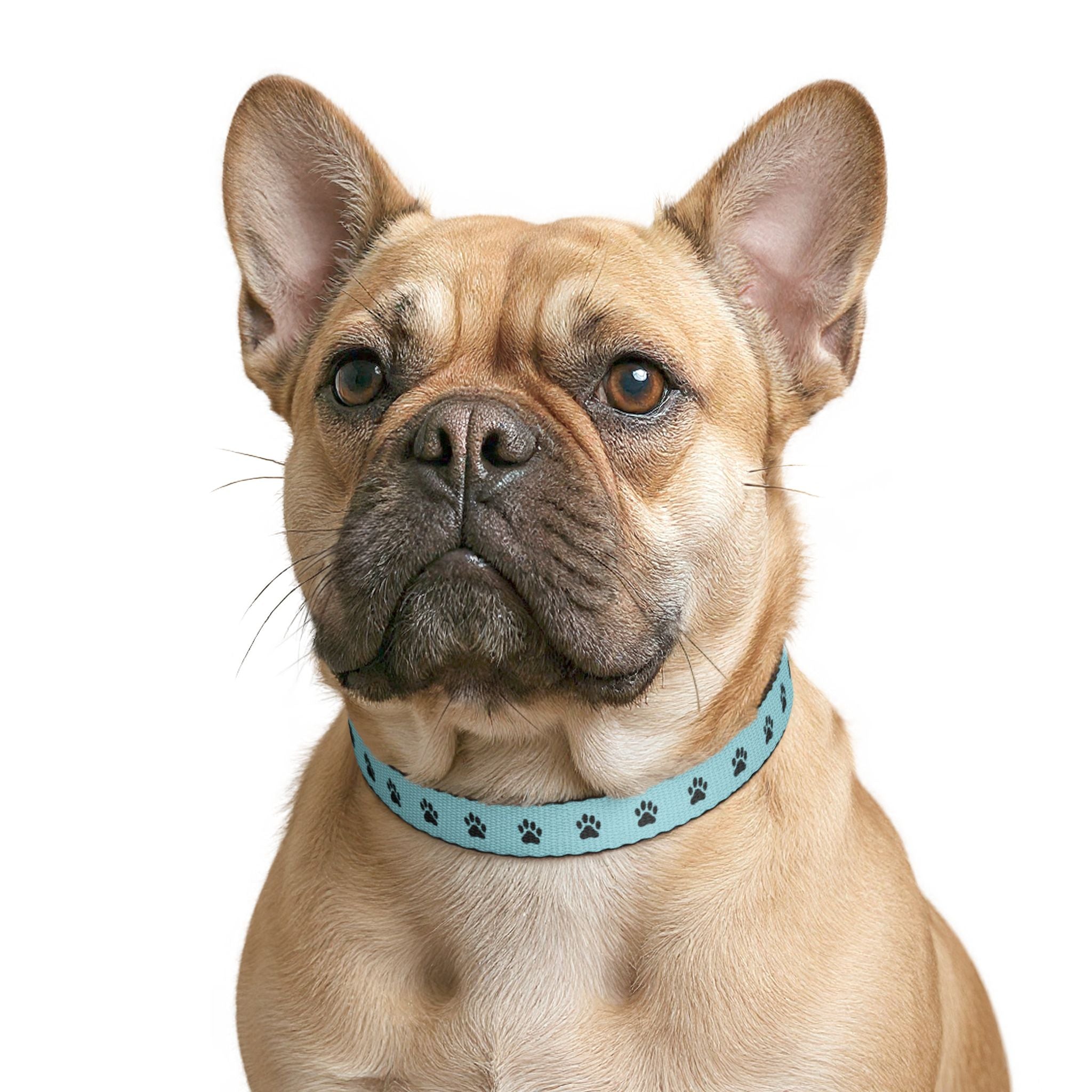 Aqua Paw Print Clip-On Pet Collar — Lightweight Adjustable Dog & Cat Collar